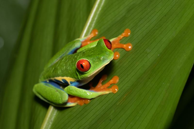 Circuit au Costa Rica en autotour entre les côtes Caraïbe et Pacifique